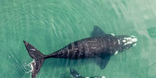 North Atlantic Right Whale Ornaments