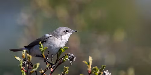 F\u00e5gels\u00e5ngsvandringar i H\u00e5gadalen