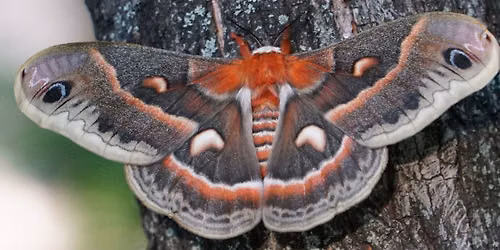 Moths & More