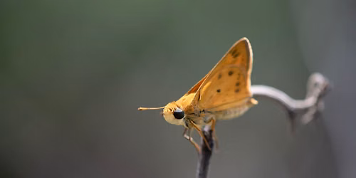 Riverbend Visits PBC Libraries: Wings & Wildflowers Pollinator Palooza