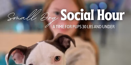 Small Dog Social Hour