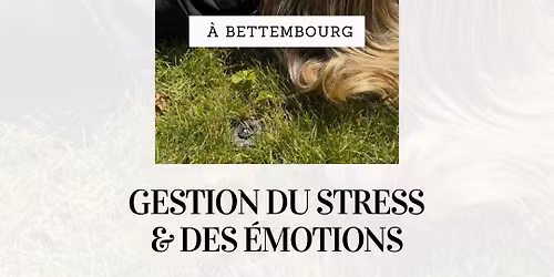 Gestion des \u00e9motions 