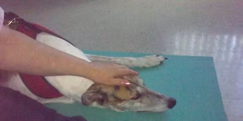 ReikiSpace Animal Reiki Day