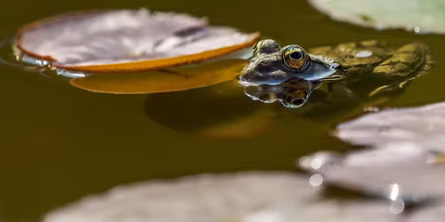 FrogWatch USA Volunteer Training #1