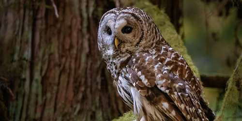 Hoots & Howls: A Spooktacular Evening