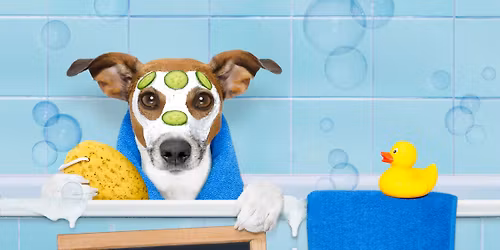Do it yourself - Pflegeprodukte f\u00fcr Deinen Hund
