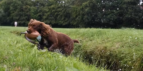 Positive Gundog Training Conference 2026