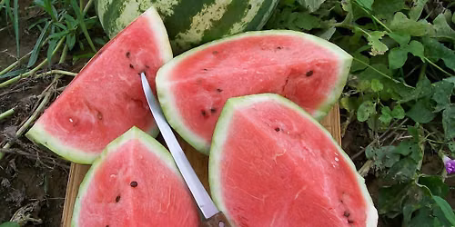 National Watermelon Day at the Benson-Hammond House- LIVE Music!