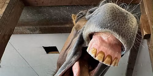 H\u00e4stens t\u00e4nder - F\u00f6rel\u00e4sning med Karin Alexandersson