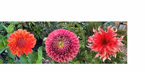 Digging, Dividing, & Storing Dahlia Tubers for Abundant Summer Blooms