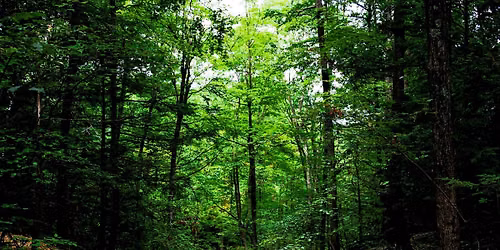 Forest Bathing at Penwood