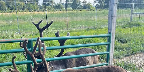 The Reindeer & Gift Market