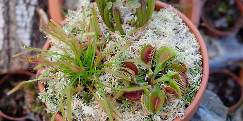Carnivorous Planter Workshop