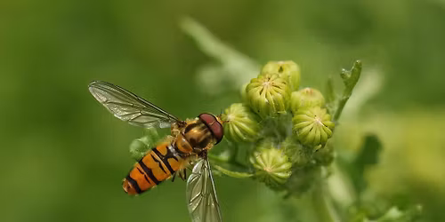 \u0423\u0438\u043a\u0435\u043d\u0434 \u043d\u0430 \u0434\u0432\u0443\u043a\u0440\u0438\u043b\u0438\u0442\u0435 (\u043c\u0443\u0445\u0438 \u0438 \u043a\u043e\u043c\u0430\u0440\u0438)