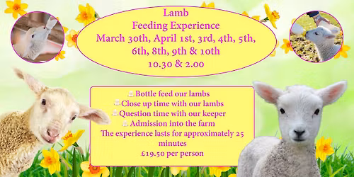 Lamb Feeding