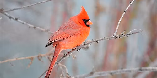 Bird Walk - National Arboretum - Register with FONA