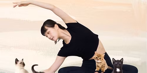 Kitten Yoga session #2