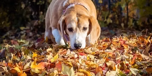 Scent Detection Trial