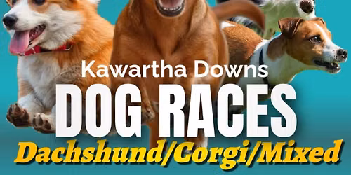 Live Harness Racing & Dog Races