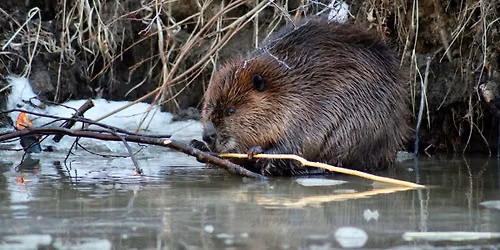 The Realm of the Beaver