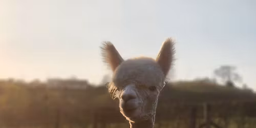 Date Night - Adults only - Sunset Alpaca Trekking with Charcuterie Board & BYOB