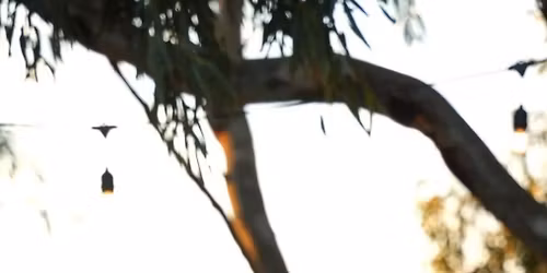 Alexis Star Solo Acoustic Event