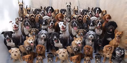 Canine Good Neighbour Test