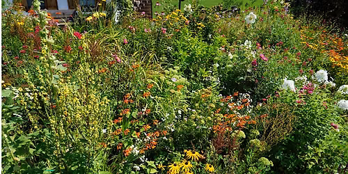 Native Plant Series: Right Plant in the Right Place