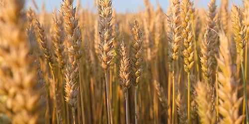 Whiskey Class - Wheat