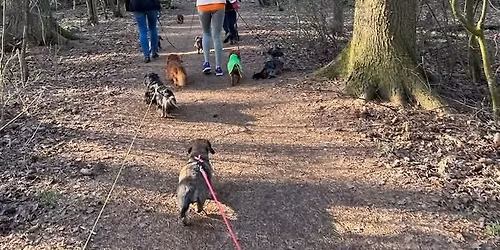 Koiranp\u00e4iv\u00e4n m\u00e4yrisk\u00e4vely 