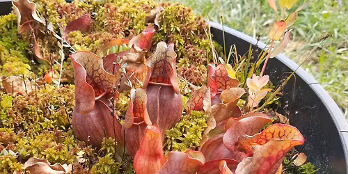 Build a Mini Carnivorous Plant Bog