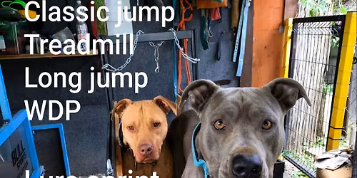 5.Bull Show na Vala\u0161sku 