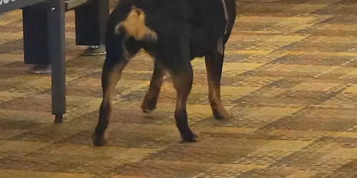 Scent Work Trials in Binghamton, NY \u2022 April 11 & 12, 2026