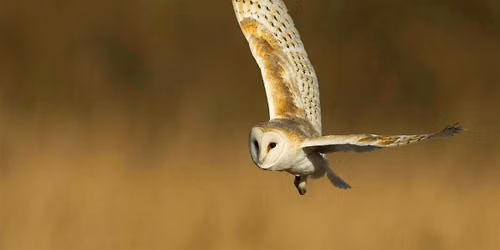 Abberton owl evening