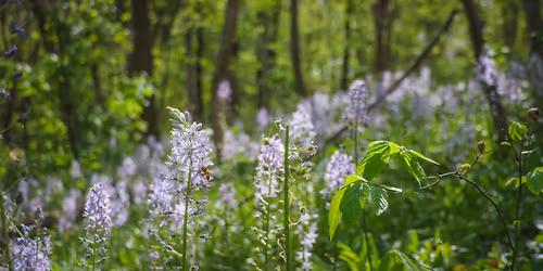 Women Who Shape the Landscape: an Olmsted Parks Conservancy Panel Discussion