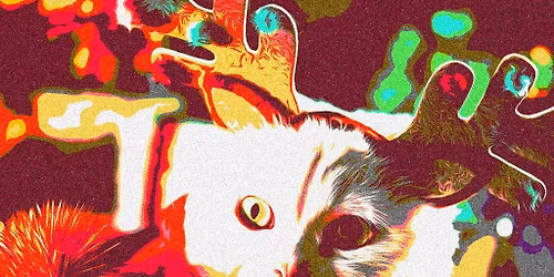 WINTER ROMANCE: Nottingham's biggest indie club night