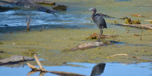November Bird Club Meeting