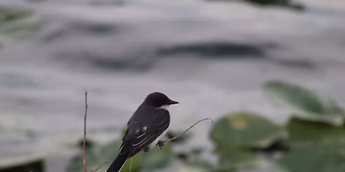 Evansville Audubon\u2019s Migration Walk