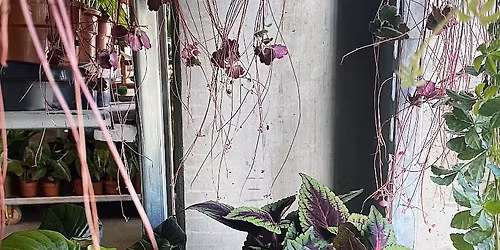 FOR\u00c5RSMARKED - hos Plukk