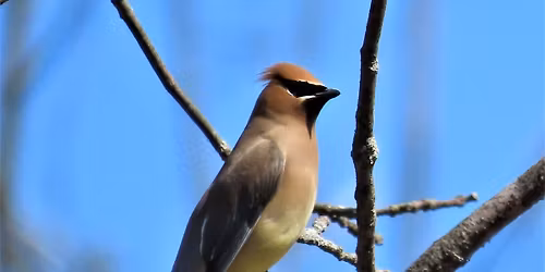 Bird Walk at Point Anne Belleville