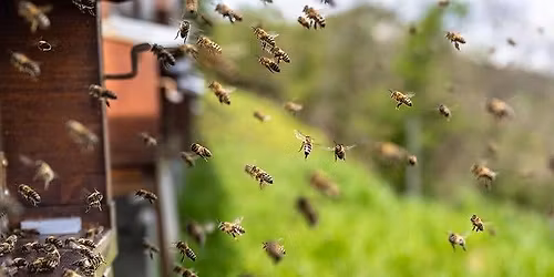 RI Native Bees Workshop at Wanskuck Library