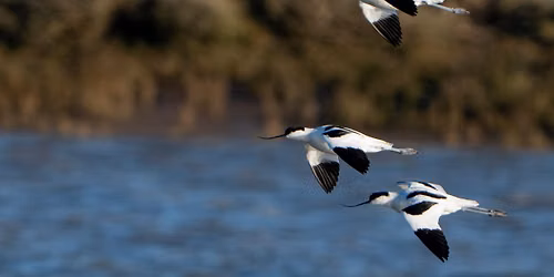 Autumn birdwatching day