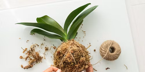 Workshop: Kokedama Planting