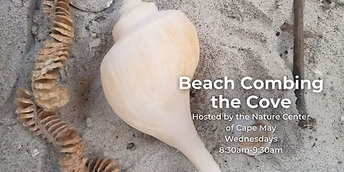 Beachcombing the Cove