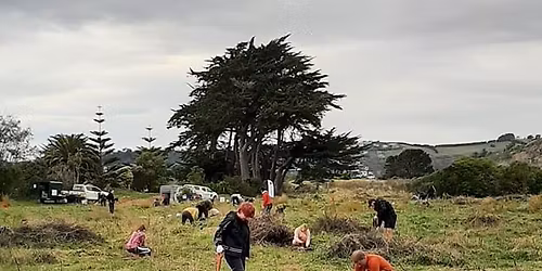Southshore Reserve Community Planting Event