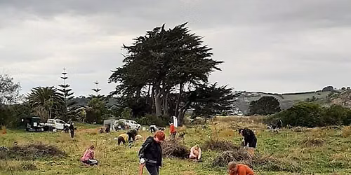 Southshore Reserve Community Planting Event