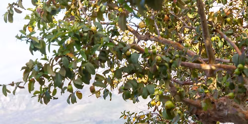 First Friday's at Cavalli Estate | Live Music Sunset Sessions