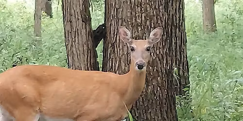 North Park Village Nature Center