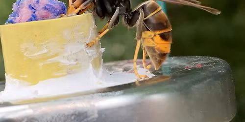 Yellow-legged Asian hornet conference