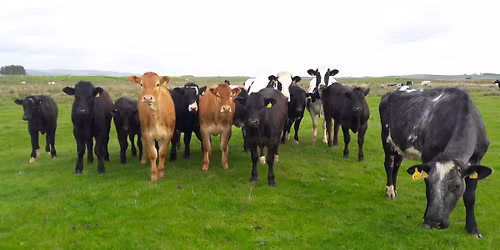 Calf Pneumonia, prevention and control; what's new?